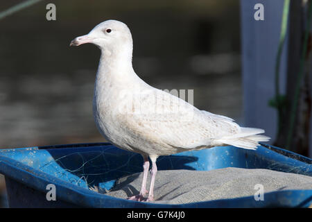 Juvenile Glaucous Möwe stehend, Newlyn, Cornwall, England, UK. Stockfoto