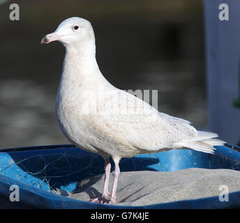 Juvenile Glaucous Möwe stehend, Newlyn, Cornwall, England, UK. Stockfoto