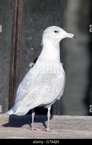 Juvenile Glaucous Möwe stehend, Newlyn, Cornwall, England, UK. Stockfoto