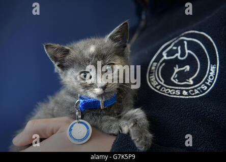 Ein Mitarbeiter hält Whittington, ein sieben Wochen altes Kätzchen, als Whittington Lodge, ursprünglich ein Zwingertier im Battersea Dogs & Cats Home, das den Status Listed erhalten hat. Stockfoto