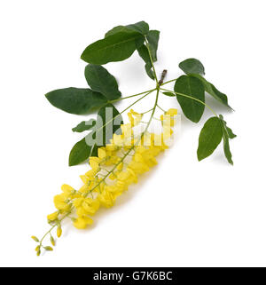 goldene Kette (Laburnum Anagyroides) isoliert auf weiss Stockfoto