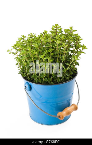 Oregano Pflanze in Vase isoliert auf weiss Stockfoto