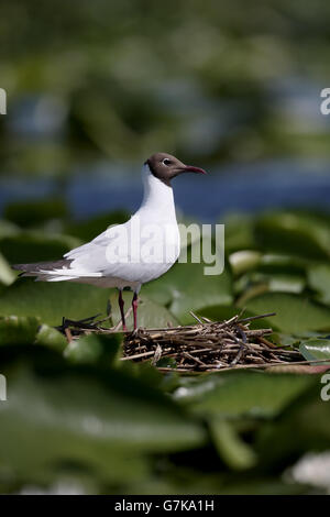Lachmöwe Larus Ridibundus, einziger Vogel im Nest, Rumänien, Juni 2016 Stockfoto