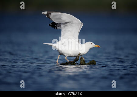 Kaspische Möve, Larus Cachinnans, einzelne Vogel auf Zweig im Wasser, Rumänien, Juni 2016 Stockfoto