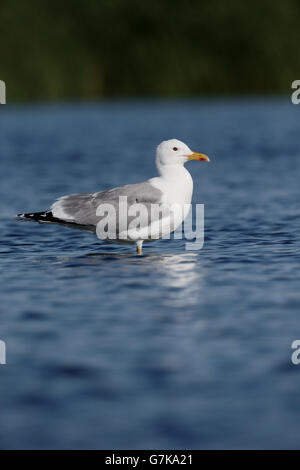 Kaspische Möve, Larus Cachinnans, einzelne Vogel im Wasser, Rumänien, Juni 2016 Stockfoto