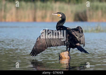 Großer Kormoran, Phalacrocorax Carbo, einziger Vogel auf Pfosten im Wasser, Rumänien, Juni 2016 Stockfoto