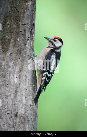 Great spotted Woodpecker, Dendrocopos major, einzelne Jugendliche auf Baum, Rumänien, Juni 2016 Stockfoto