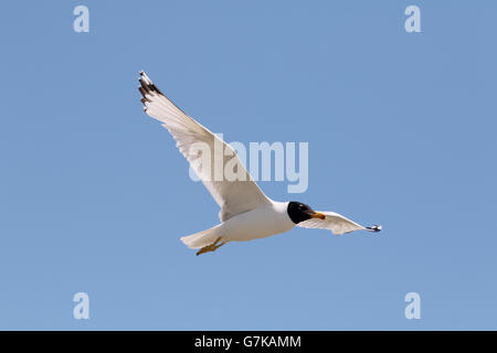 Pallas Möve, Larus Ichthyaetus, einziger Vogel im Flug, Rumänien, Juni 2016 Stockfoto