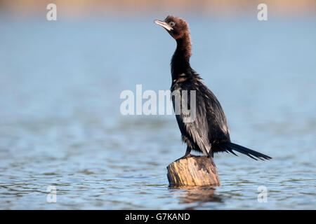 Pygmy Kormoran, Phalacrocorax Pygmeus, einziger Vogel auf Zweig, Rumänien, Juni 2016 Stockfoto