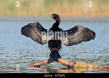 Pygmy Kormoran, Phalacrocorax Pygmeus, einziger Vogel auf Zweig, Rumänien, Juni 2016 Stockfoto