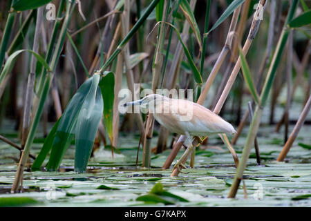 Rallenreiher, Ardeola Ralloides einzelne Vogel durch Wasser, Rumänien, Juni 2016 Stockfoto