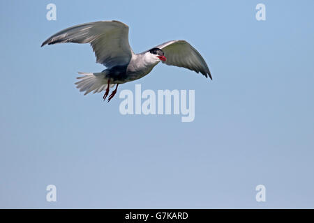 Weissbart Tern, Chlidonias Hybridus, einziger Vogel im Flug, Rumänien, Juni 2016 Stockfoto