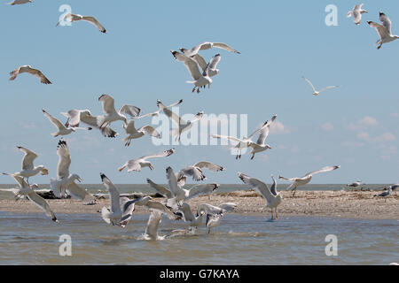 Gelb-legged Möve, Larus Michahellis, Gruppe im Flug, Rumänien, Juni 2016 Stockfoto