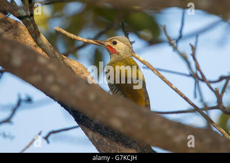 Grau-gekrönter Specht Colaptes Auricularis Tepic, Nayarit, Mexiko 6 Juni erwachsenen männlichen Picidae Stockfoto