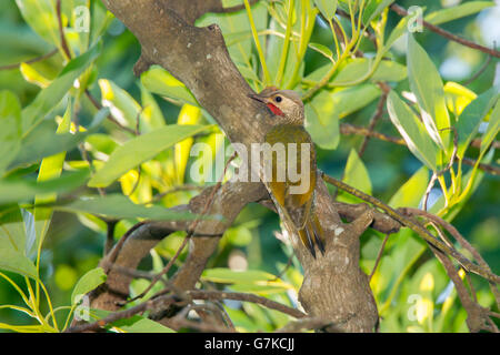 Grau-gekrönter Specht Colaptes Auricularis Tepic, Nayarit, Mexiko 6 Juni erwachsenen männlichen Picidae Stockfoto