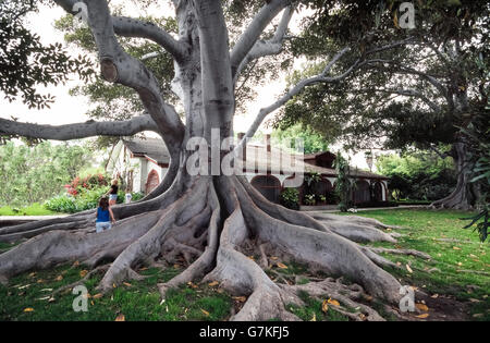 Massive, verdrehte und aggressive Wurzeln leicht zu identifizieren die Moreton Bay Feigenbaum (Ficus Macrophylla), auch bekannt als eine australische Banyan-Baum und am häufigsten entlang der Ostküste Australiens Moreton Bay befindet. Diese Bäume haben flache Wurzeln Strebepfeiler Wurzeln genannt, weil sie ausbreiten um zu verhindern, dass den Baum umfallen. Die weit reichende Wurzeln helfen auch den Baum mehr Nährstoffe aus dem Boden zu erhalten. Dieses alten Feigenbaum Exemplar wurde bei Rancho Los Alamitos historischen Ranch und Gärten in Long Beach, Kalifornien, USA fotografiert. Stockfoto