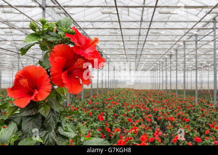 Hibiskus Blumen wachsen in einem großen Gewächshaus Stockfoto