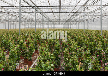 Sundaville Blumen wachsen in einem großen Gewächshaus Stockfoto