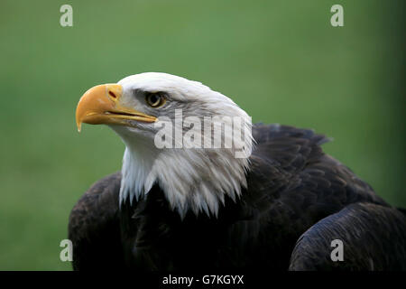 Fußball - Barclays Premier League - Crystal Palace V Everton - Selhurst Park Stockfoto