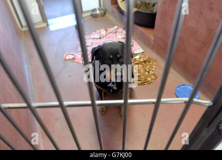 Battersea Hunde & Cats Home - London Stockfoto