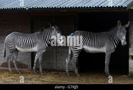 Zwei von drei männlichen Wallachern Zebras in ihrem Gehege im Port Lympne Wild Animal Park in der Nähe von Ashford, Kent, da sie bereit sind, über Paris in ein Reservat in Dschibuti, Afrika, transportiert zu werden. Stockfoto