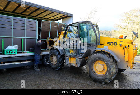 Zebras Port Lympne Wild Animal Park Stockfoto