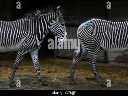 Zwei von drei männlichen Wallachern Zebras in ihrem Gehege im Port Lympne Wild Animal Park in der Nähe von Ashford, Kent, da sie bereit sind, über Paris in ein Reservat in Dschibuti, Afrika, transportiert zu werden. Stockfoto