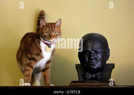 Jock VI, die aktuelle Katze in der Residenz, neben einer Büste von Sir Winston Churchill während einer Vorschau auf die Ausstellung „Tod eines Helden“ im Haus der Familie Winston Churchills Chartwell. Stockfoto