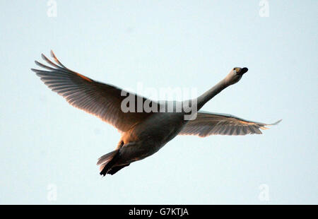 Der Schwan eines Bewicks im Flug. Ein Zustrom von Bewick's und Mute Swans in einem Naturschutzgebiet könnte ein weihnachtliches Weihnachtsfest ankündigen. Die Zahl der Bewick's Swans stieg von 115 am Freitag auf 220 gestern im Wildfowl and Wetlands Trust in Slimbridge. Sie sind 320 Mute Swans beigetreten. Stockfoto