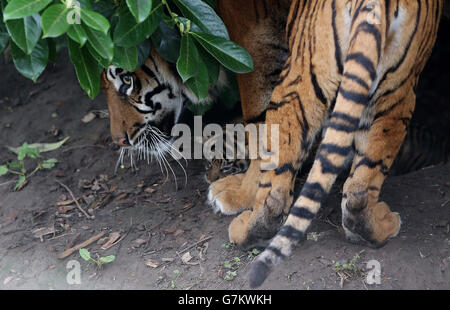 Die achtjährige Tigerin Kirana mit einem ihrer drei noch unbenannten Sumatra-Tigerjungen, die am 2. Januar in ihrem Gehege im Chester Zoo geboren wurden. Stockfoto