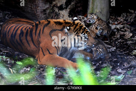 Sumatra-Tiger im Zoo von Chester geboren Stockfoto