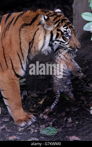 Sumatra-Tiger im Zoo von Chester geboren Stockfoto