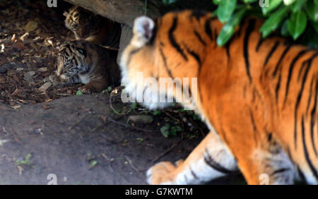 Die achtjährige Tigerin Kirana mit zwei ihrer drei noch unbenannten Sumatra-Tigerjungen, die am 2. Januar in ihrem Gehege im Chester Zoo geboren wurden. Stockfoto