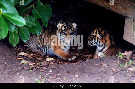 Zwei der drei noch unbenannten Sumatra-Tigerjungen, die am 2. Januar im Chester Zoo bei der achtjährigen Tigerin Kirana geboren wurden, schauen sich um ihr Gehege. Stockfoto