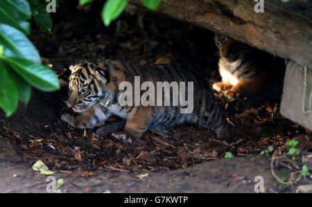 Zwei der drei noch unbenannten Sumatra-Tigerjungen, die am 2. Januar im Chester Zoo bei der achtjährigen Tigerin Kirana geboren wurden, schauen sich um ihr Gehege. Stockfoto