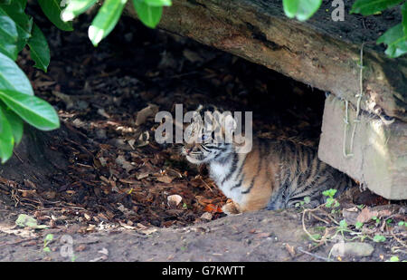 Sumatra-Tiger im Zoo von Chester geboren Stockfoto