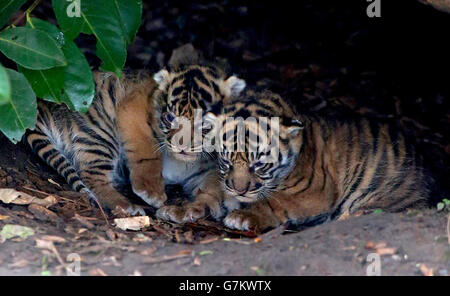 Zwei der drei noch unbenannten Sumatra-Tigerjungen, die am 2. Januar im Chester Zoo bei der achtjährigen Tigerin Kirana geboren wurden, schauen sich um ihr Gehege. Stockfoto