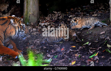 Die achtjährige Tigerin Kirana mit ihren drei noch unbenannten Sumatra-Tigerkuppen, die am 2. Januar in ihrem Gehege im Chester Zoo geboren wurden. Stockfoto