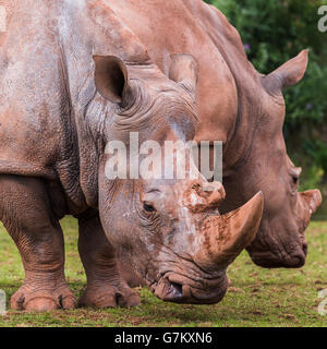 Breitmaulnashorn Duo gesehen im South Lakes Safari Zoo im Sommer 2016. Stockfoto