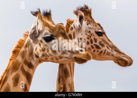 Kopfschuss von ein paar westafrikanische Giraffen, gesehen im South Lakes Safari Zoo im Sommer 2016. Stockfoto