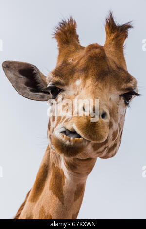 Westafrikanische Giraffe gesehen im Sommer 2016 im South Lakes Zoo kauen. Stockfoto