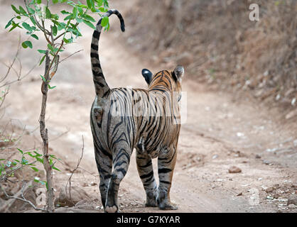 Das Bild der Tiger (Panthera Tigris) Pacman oder T85 erfolgte in Ranthambore, Indien Stockfoto