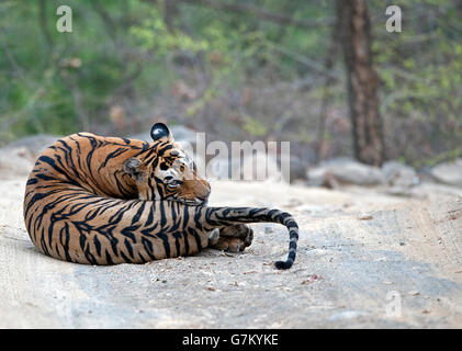 Das Bild der Tiger (Panthera Tigris) Pacman oder T85 erfolgte in Ranthambore, Indien Stockfoto