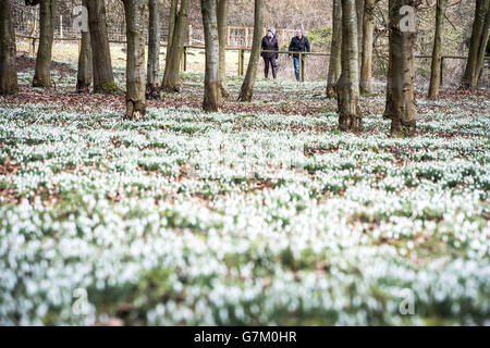 Die Menschen bewundern die blühenden Schneeglöckchen im Wald im Welford Park, Berkshire. Stockfoto