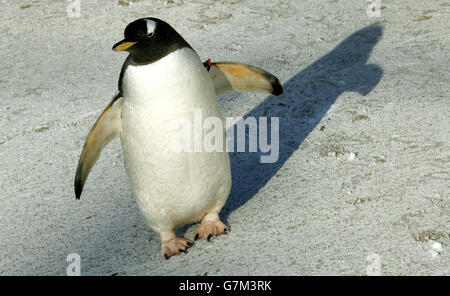 Ein Pinguin genießt den Schnee im Zoo von Edinburgh, da das schlechte Wetter Großbritannien weiterhin trifft. Stockfoto