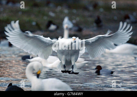 Bewick ´s Schwan landet auf Swan Lake bei & Feuchtgebiete Wildfowl Trust Stockfoto