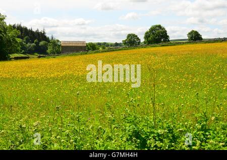 Blick über Felder in der Nähe von Kalkstein Pflaster über Malham Cove, Yorkshire Dales National Park, in der Nähe von Settle, West Yorkshire Stockfoto