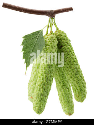 grünen Birken Knospen auf dem weißen Hintergrund isoliert. Stockfoto