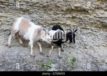 Ziegen auf dem Felsen. Stockfoto