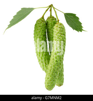 grünen Birken Knospen auf dem weißen Hintergrund isoliert. Stockfoto